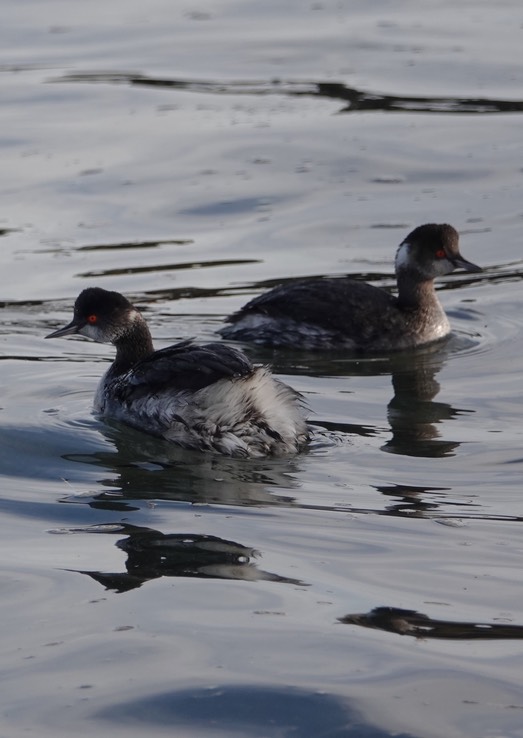 Bahia de los Angeles, Baja California, Eared Grebe, Podiceps nigricollis. 1