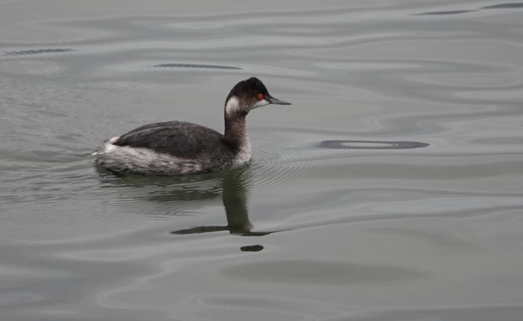 Bahia de los Angeles, Baja California, Eared Grebe, Podiceps nigricollis. 9