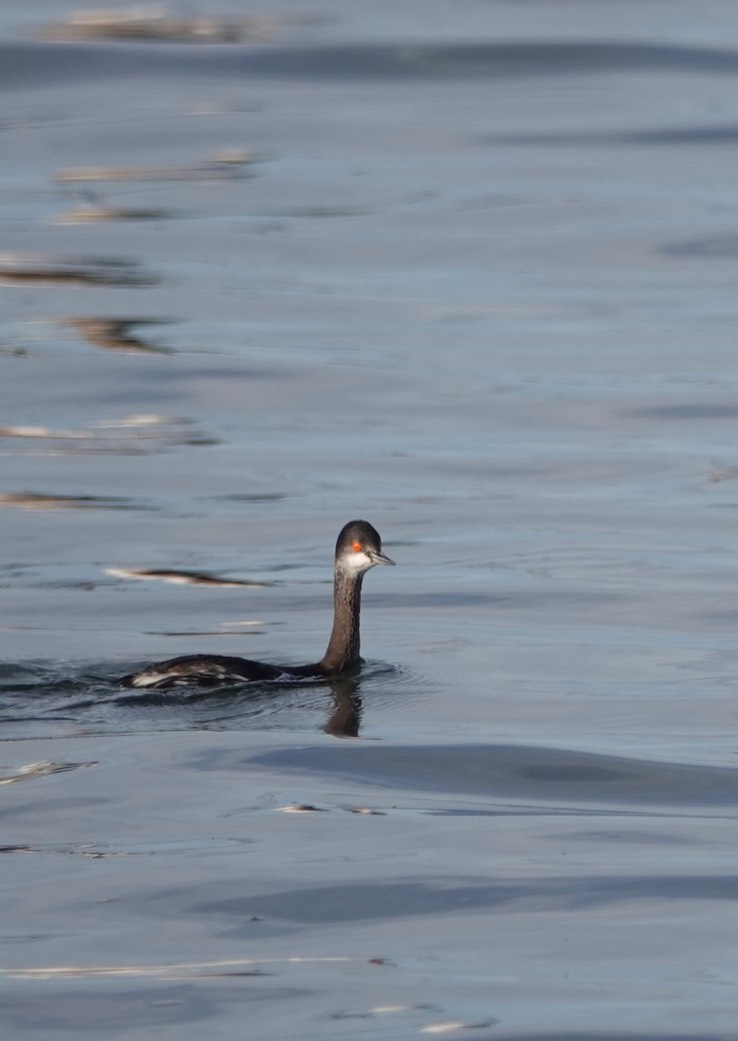 Bahia de los Angeles, Baja California, Eared Grebe, Podiceps nigricollis. 1 (1)