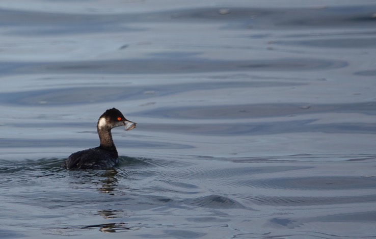 Bahia de los Angeles, Baja California, Eared Grebe, Podiceps nigricollis. 4