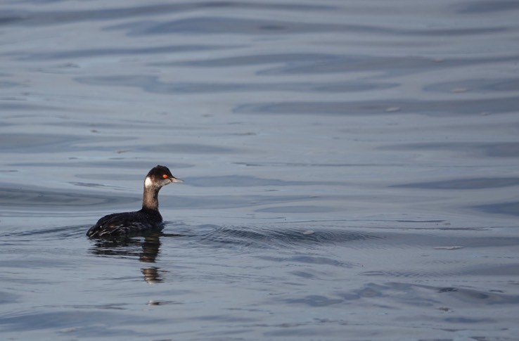 Bahia de los Angeles, Baja California, Eared Grebe, Podiceps nigricollis. 5