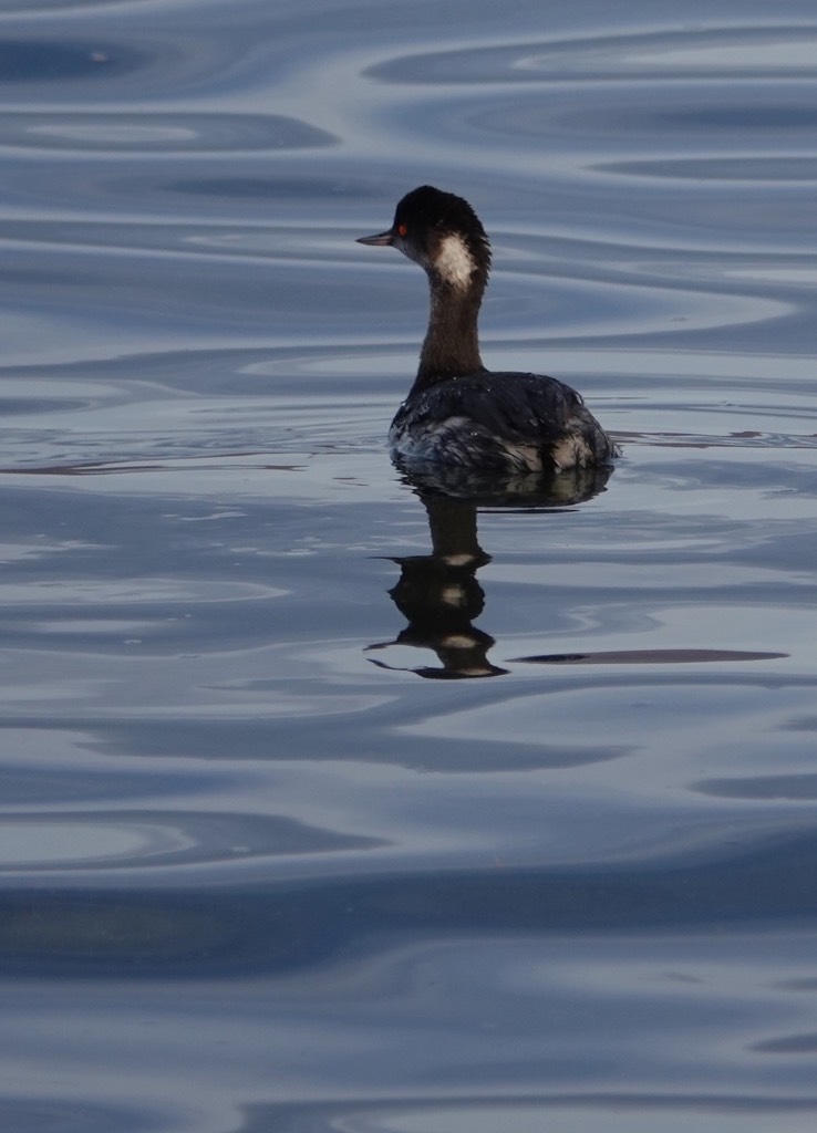 Bahia de los Angeles, Baja California, Eared Grebe, Podiceps nigricollis. 6