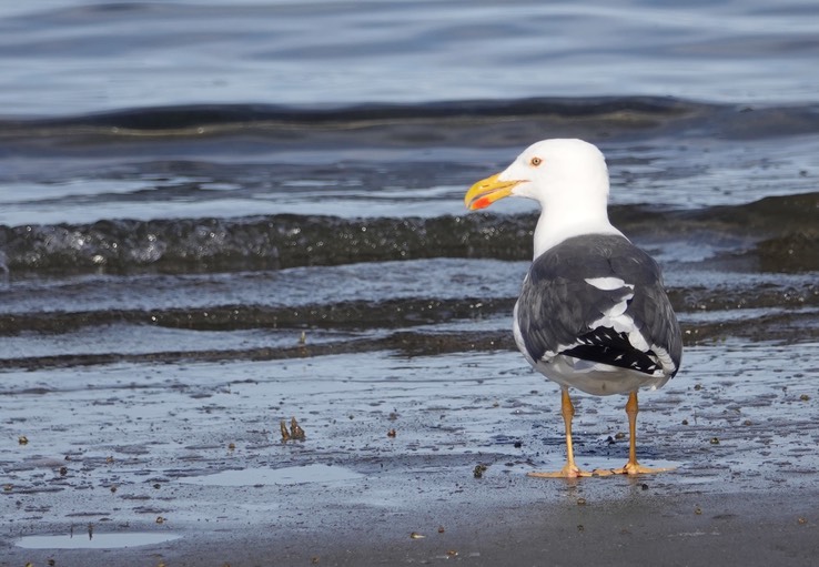 Bahia de los Angeles, Baja California, Western Gull, Larus occidentalis 4