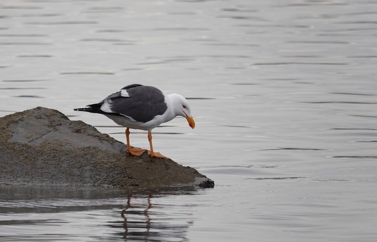 Bahia de los Angeles, Baja California, Western Gull, Larus occidentalis. 8