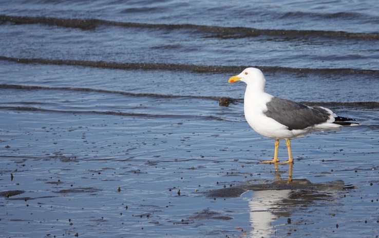 Bahia de los Angeles, Baja California, Western Gull, Larus occidentalis 5