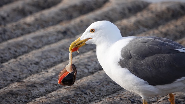 Bahia de los Angeles, Baja California, Western Gull, Larus occidentalis. 6