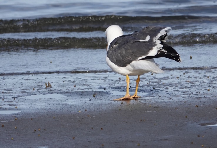 Bahia de los Angeles, Baja California, Western Gull, Larus occidentalis. 3