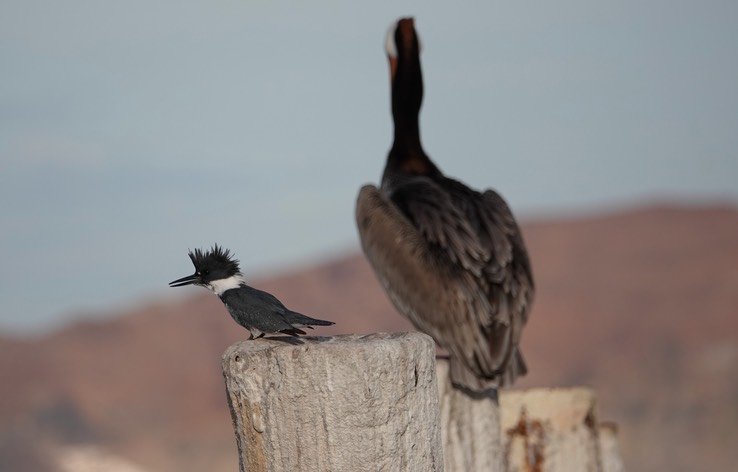 Bahia de los Angeles, Baja California, Belted Kingfisher, Ceryle alcyon. 4