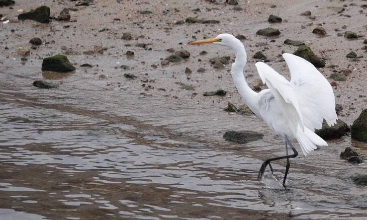 Bahia de los Angeles, Baja California, Great Egret, Andea alba 1