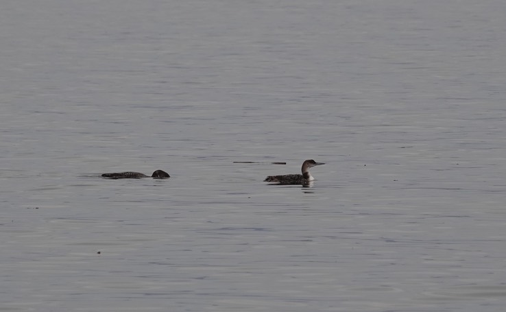 Bahia de los Angeles, Baja California, Common Loon, Gavia immer. 1