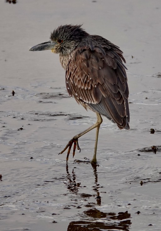 Bahia de los Angeles, Baja California, Black-crowned Night-Heron, Nycticorax nycticorax 7