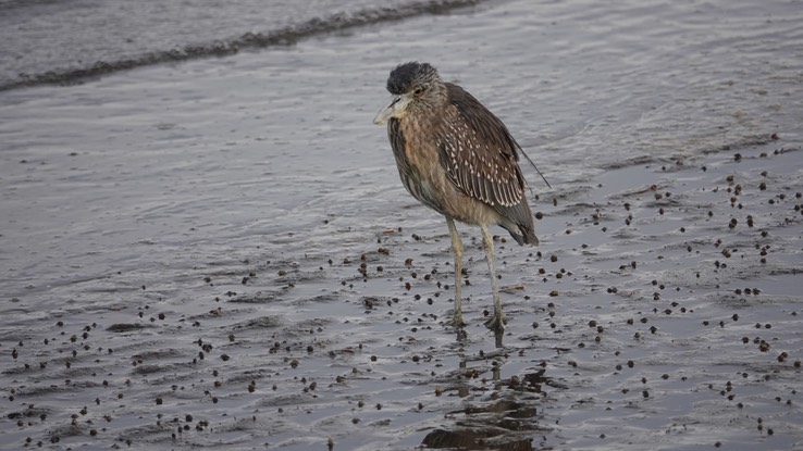 Bahia de los Angeles, Baja California, Black-crowned Night-Heron, Nycticorax nycticorax 5