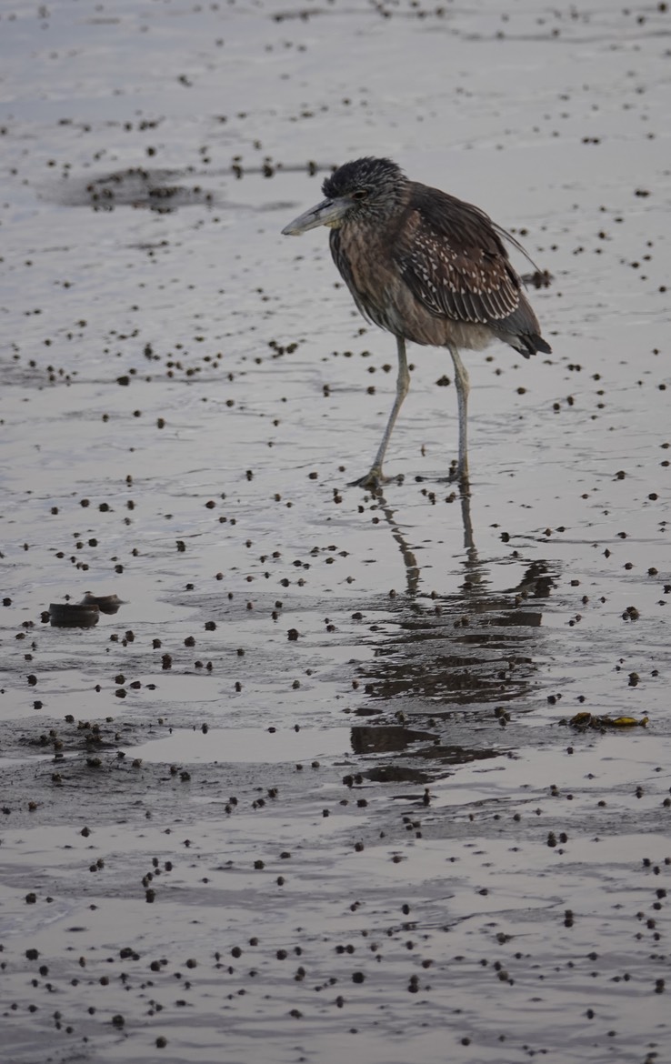 Bahia de los Angeles, Baja California, Black-crowned Night-Heron, Nycticorax nycticorax