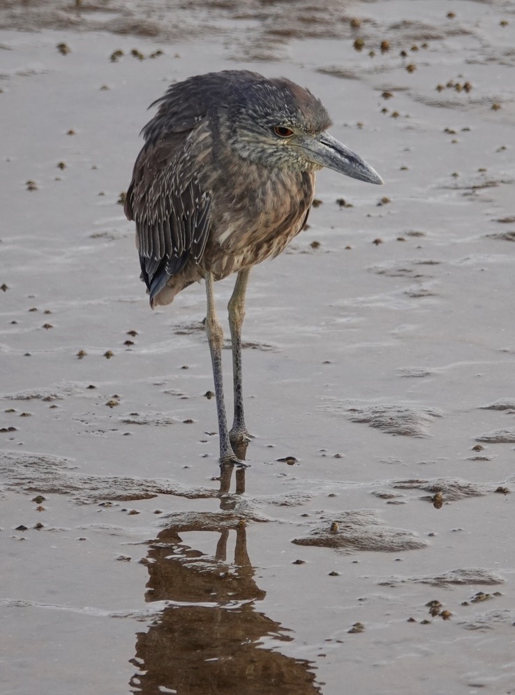 Bahia de los Angeles, Baja California, Black-crowned Night-Heron, Nycticorax nycticorax. 8