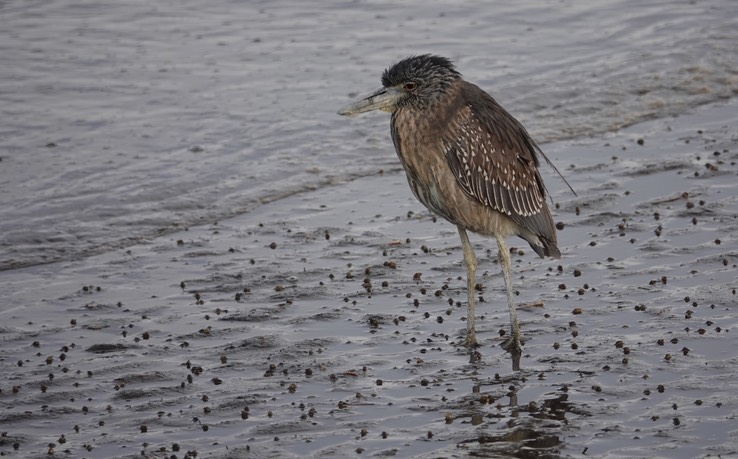 Bahia de los Angeles, Baja California, Black-crowned Night-Heron, Nycticorax nycticorax. 4