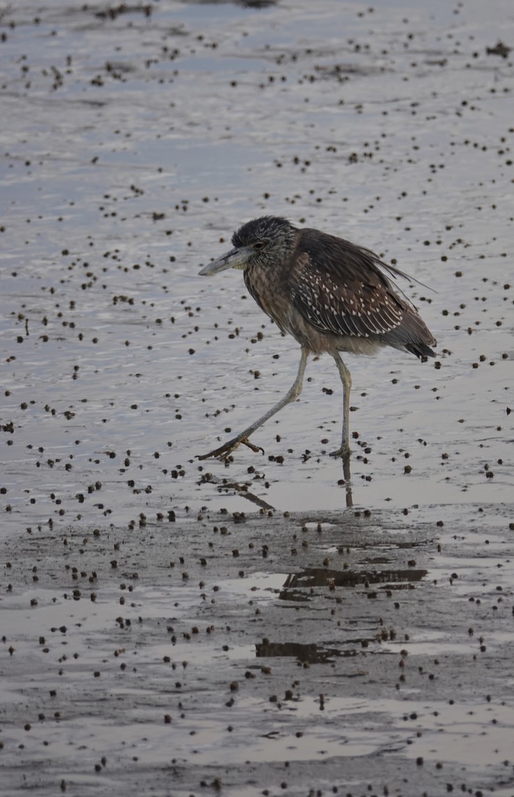 Bahia de los Angeles, Baja California, Black-crowned Night-Heron, Nycticorax nycticorax. 3