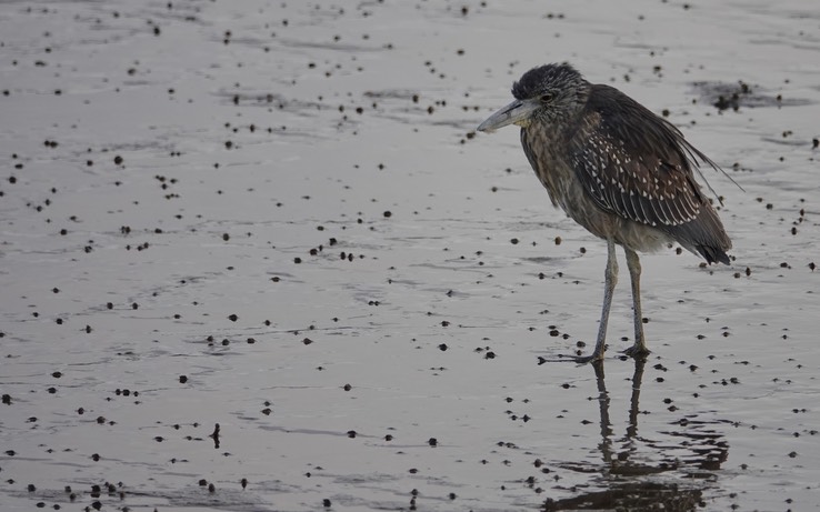 Bahia de los Angeles, Baja California, Black-crowned Night-Heron, Nycticorax nycticorax. 1