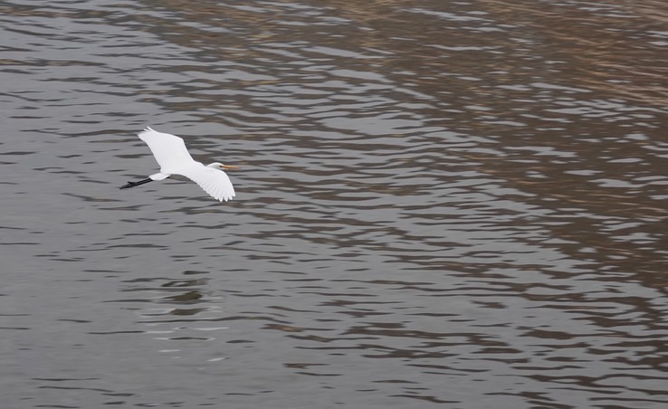 Bahia de los Angeles, Baja California, Great Egret, Andea alba. 2