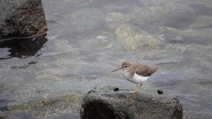 Bahia de los Angeles, Baja California, Spotted Sandpiper, Actitis macularia. 4