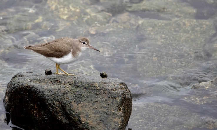 Bahia de los Angeles, Baja California, Spotted Sandpiper, Actitis macularia. 2