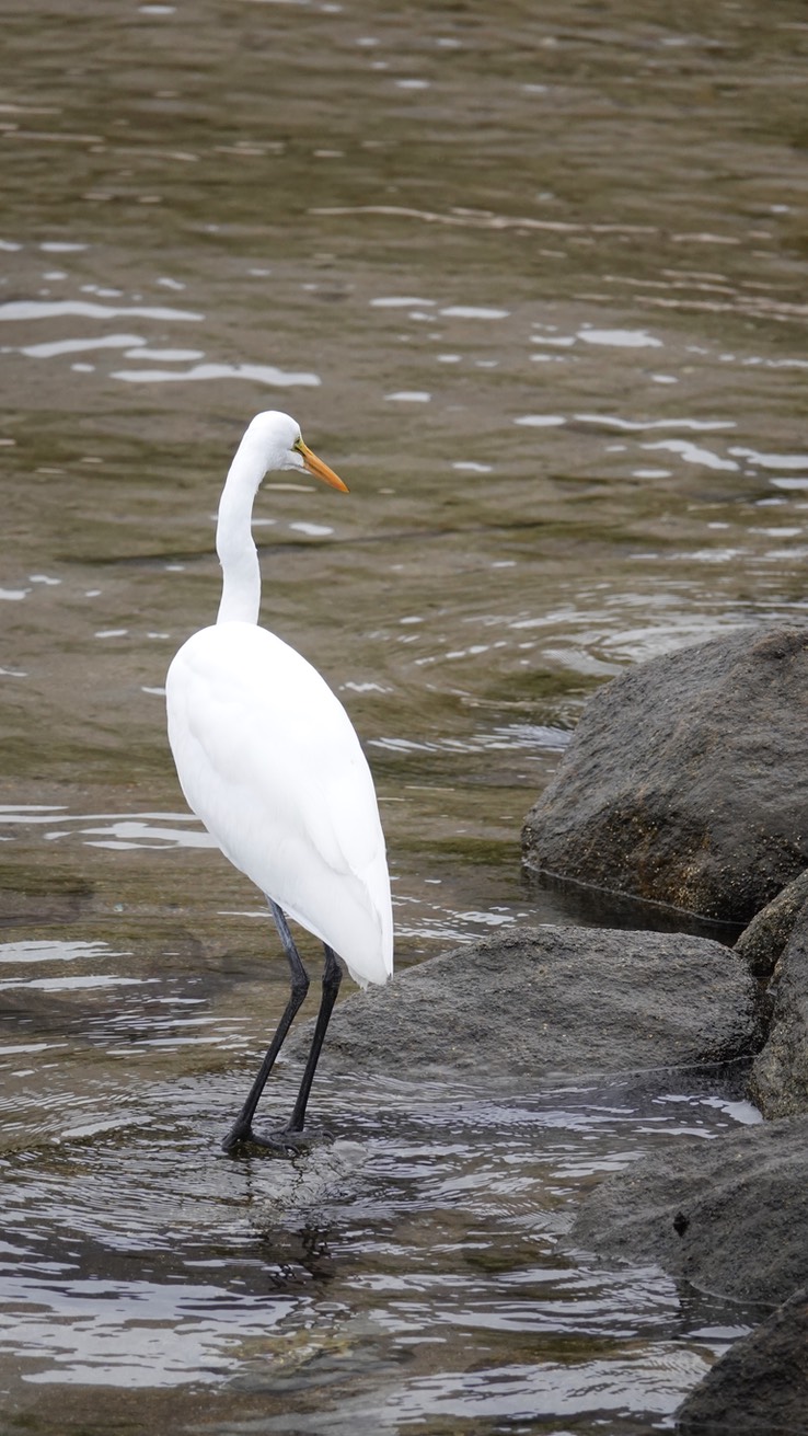 Bahia de los Angeles, Baja California, Great Egret, Andea alba. 3