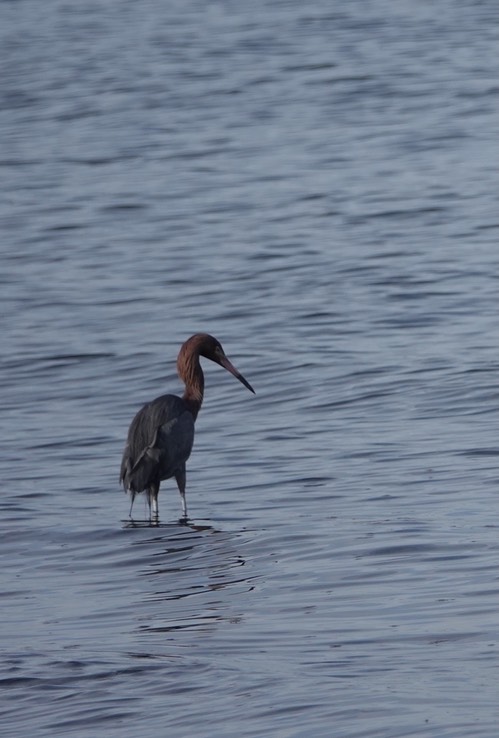 Bahia de los Angeles, Baja California, Reddish Egret, Egretta rufescens.  1