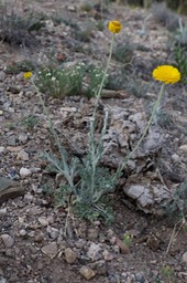 Baileya multiradiata - Vulture Road2