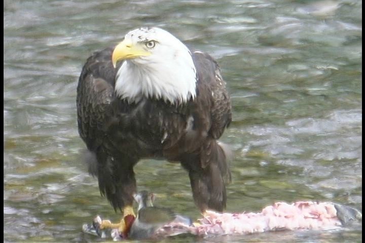 Bald Eagle 3