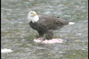 bald eagle