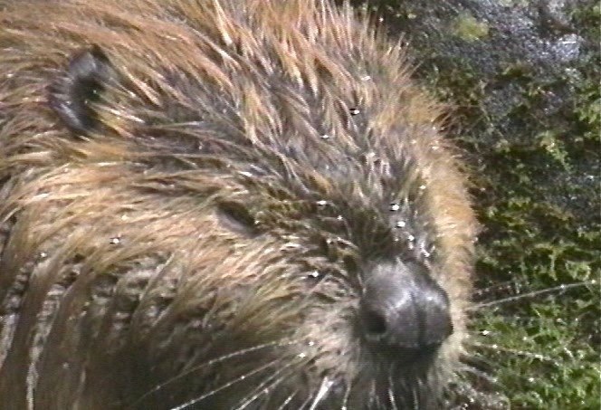 Beaver, American 2