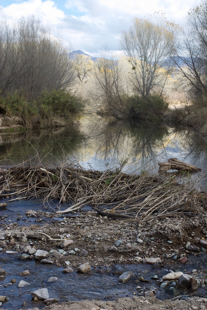 Beaver Work 2