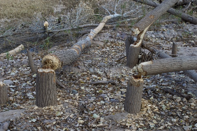 Beaver Work