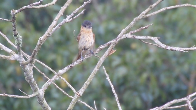 Becard, Rose-throated