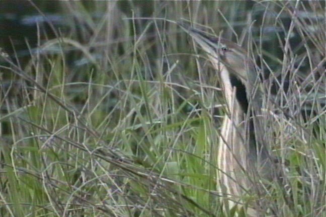 Bittern, American 1