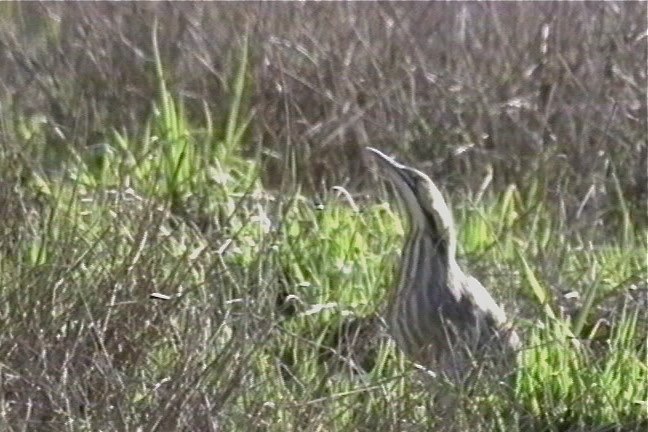 Bittern, American 2