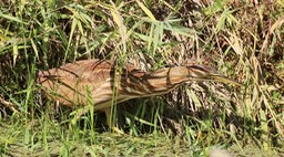 Bittern, American (Washington) 2