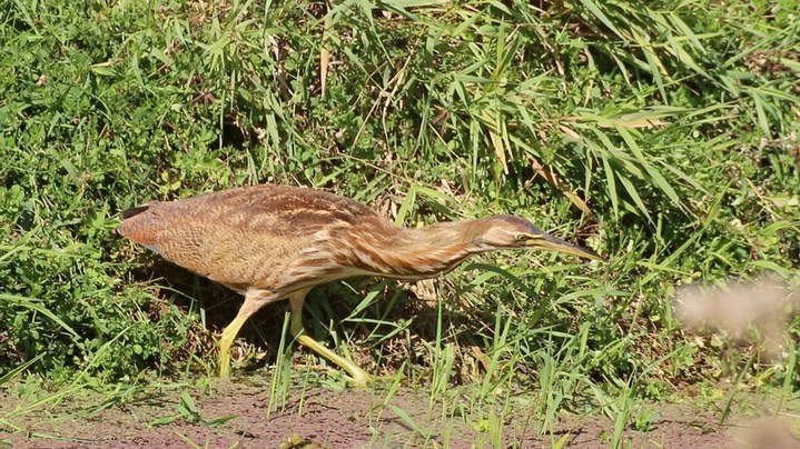 Bittern, American (Washington)