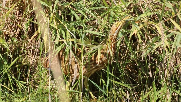 Bittern, American (Washington) 1