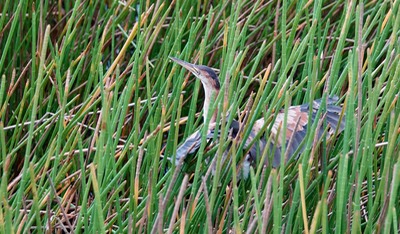 Bittern, Least. Ixobrychus exilis1