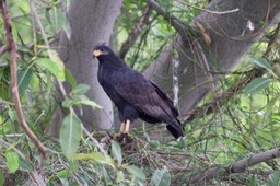 Black-Hawk, Great