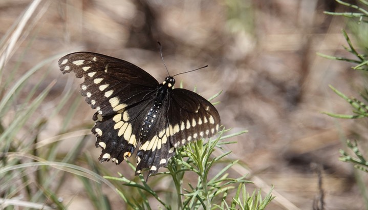 Black Swallowtail , Papilio polyxenes b