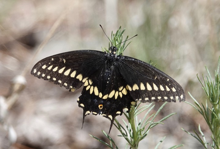 Black Swallowtail , Papilio polyxenes c