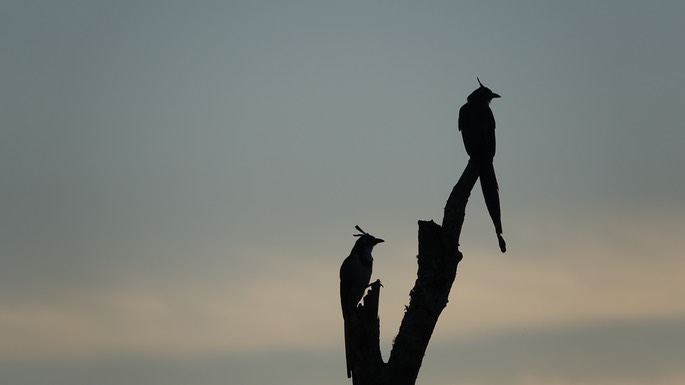 Black-throated Magpie-Jay1