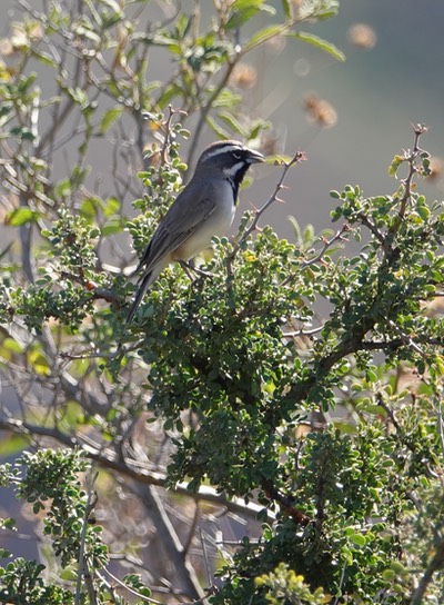 Black-throated Sparrow, Amphispiza bilineata (3)