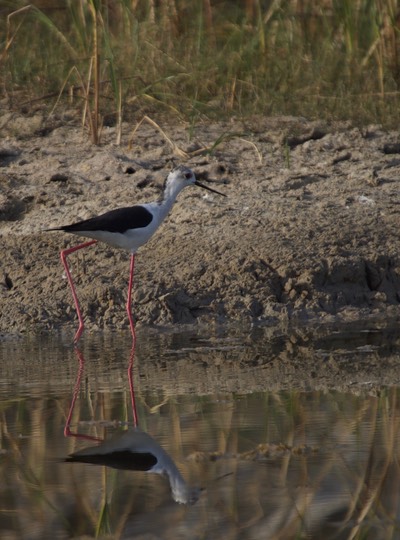 Black-winged Stilt