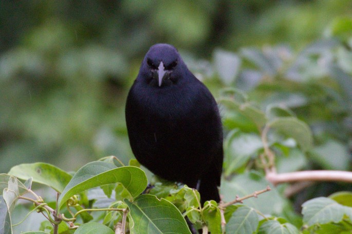 Blackbird, Melodious3