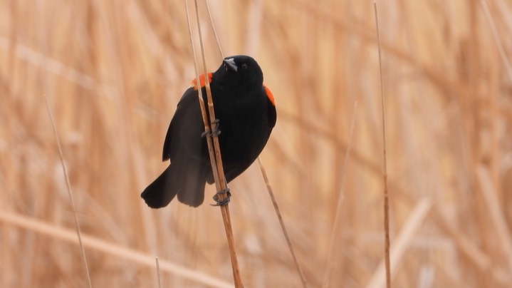 Blackbird, Red-winged - Kansas 2022 6