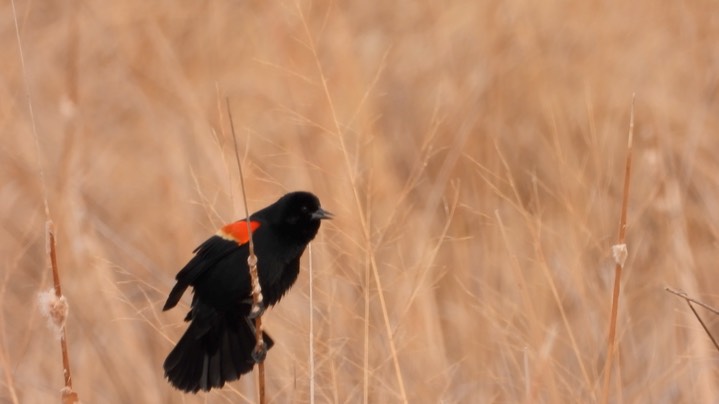 Blackbird, Red-winged - Kansas 2022 4