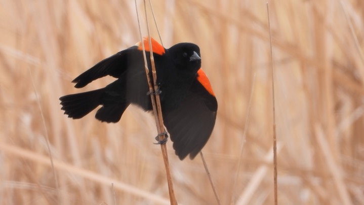 Blackbird, Red-winged - Kansas 2022 7