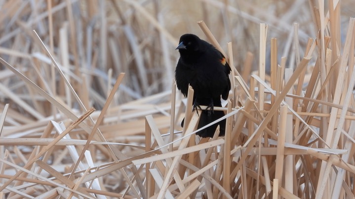 Blackbird, Red-winged - Kansas 2022 1